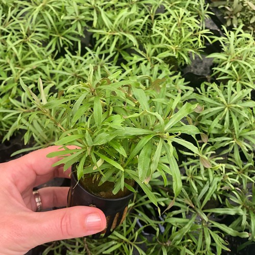 Pogostemon octopus - Laichkraut octopus im topf